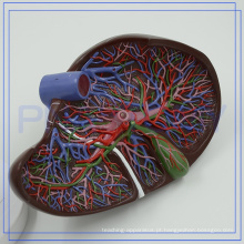 PNT-0472 Bom Modelo de Fígado Humano de Treinamento de Anatomia para clínica
